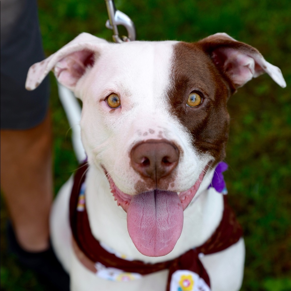 Meet your Posher, Drew